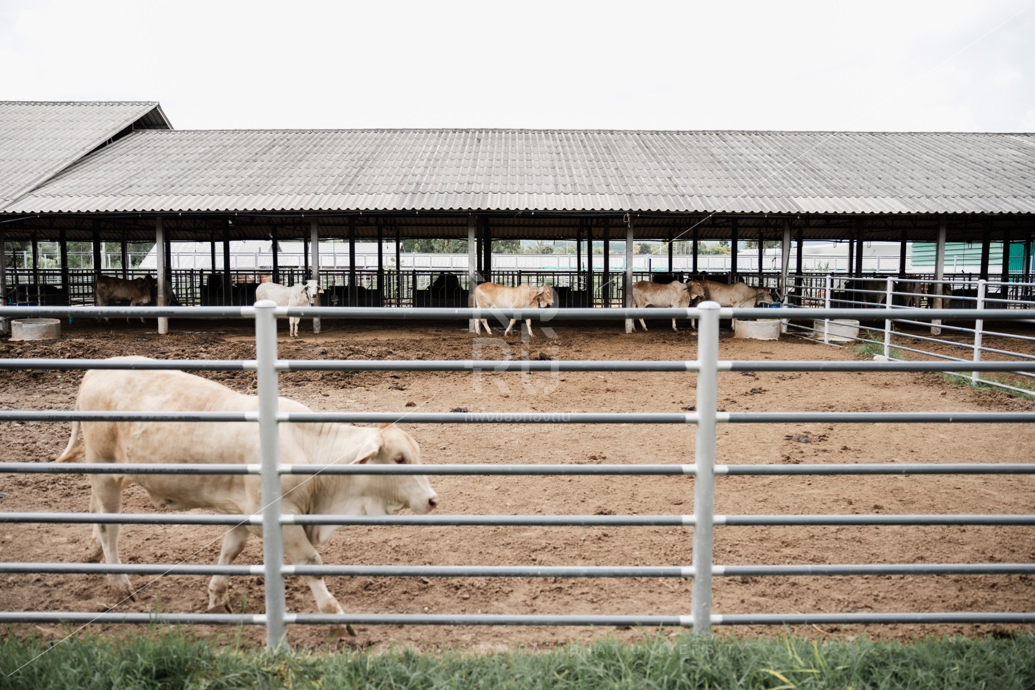 YZ Beef Cattle Farm in Si Khio District (7)